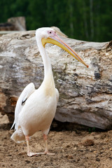 Close up of an American white pelican
