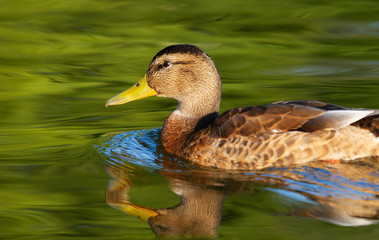 Close up of a mallard duck swimming in water