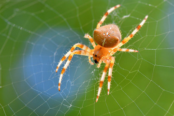 Araignée à couleur dominante orange