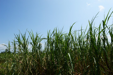 Obraz premium 快晴の青空とさとうきび