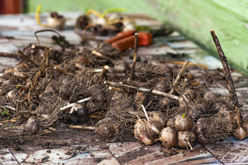 fresh harvest of garlic on the table