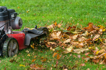 Lawn mover mulching up fall leaves. - 295471178
