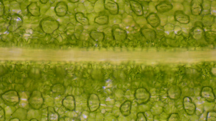 Green leaf stoma cells science background.