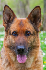 Beautiful german shepherd dog