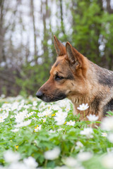 Beautiful german shepherd dog