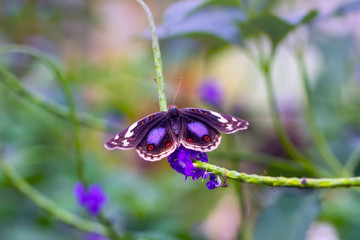 Closeup beautiful butterfly in a summer garden