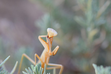 Mante décolorée se nettoyant la patte
