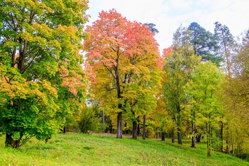 Naklejka premium Autumn park landscape. Golden autumn . Sunny day in the autumn park with yellow trees. Beautiful landscape.