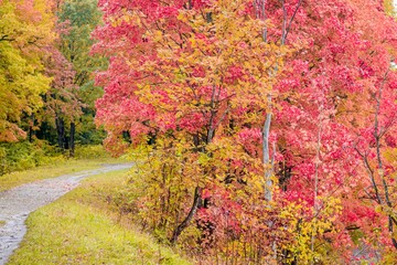 Autumn park landscape. Golden autumn . Sunny day in the autumn park with yellow trees. Beautiful landscape.