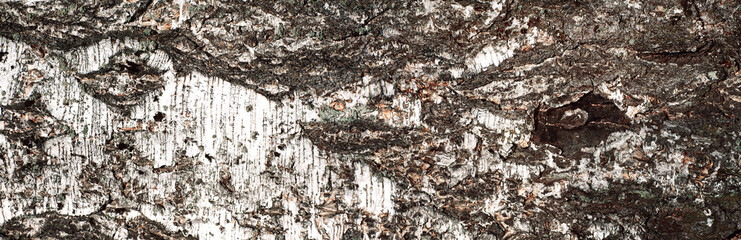 Embossed texture of the birch trees. Panoramic photo of the birch trees texture.
