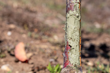 Young Sweet Cherry Tree Protected Using Grafting Wax To Seal Wounds Because It Is Damaged by Wild Rabbit