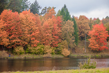 Autumn park landscape. Golden autumn . Sunny day in the autumn park with yellow trees. Beautiful landscape.