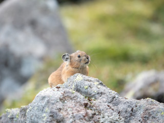 大雪山 ナキウサギ 野生動物