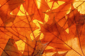 Autumn leaves on clearance. Studio photo, top view large. Colorful background texture banner. Close-up image