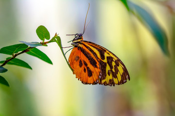 Closeup beautiful butterfly in a summer garden