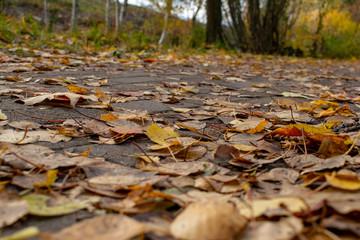 Obraz na płótnie Canvas The Golden leaves fell from the trees in autumn October.