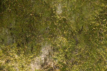 The surface of natural wild stone covered with moss.