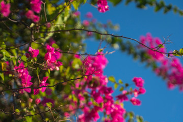 Beautiful pink flowers that grow on a tree with blue sky on the background.