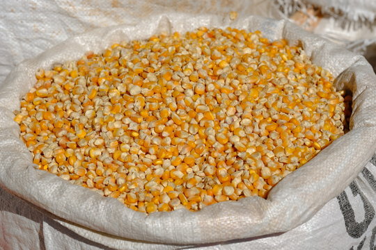 Indonesia Sumba Pasar Inpres Matawai - sack of corn