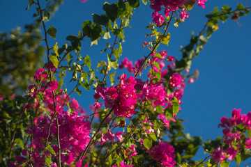 Beautiful pink flowers that grow on a tree with blue sky on the background.