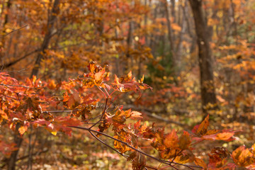 Colored maple leaves among the colorful autumn forest.
