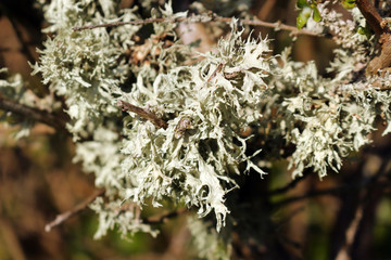 Evernia prunastri or oakmoss lichen growing on branches of a tree