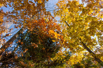 Fototapeta premium Colored maple leaves among the colorful autumn forest.