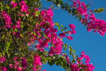 Beautiful pink flowers that grow on a tree with blue sky on the background.