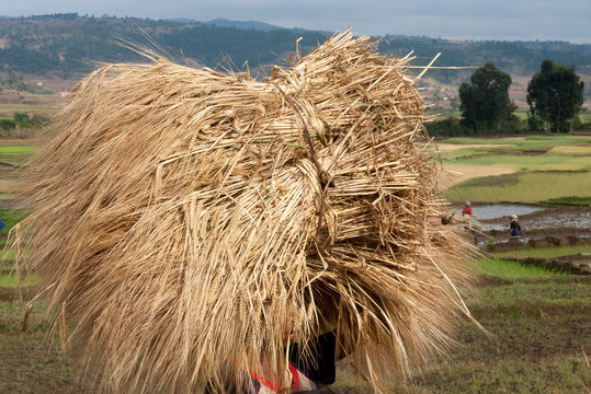 Culture Du Riz Photos Royalty Free Images Graphics Vectors Videos Adobe Stock