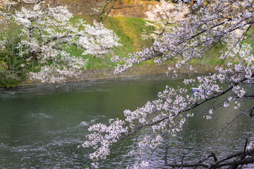 千鳥ヶ淵の桜