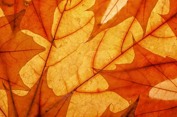 Naklejka na ściany i meble Autumn leaves on clearance. Studio photo, top view large. Colorful background texture banner. Close-up image