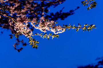 千鳥ヶ淵の夜桜ライトアップ