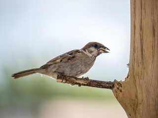 eurasian tree sparrow perched on a wood bird feeder 1