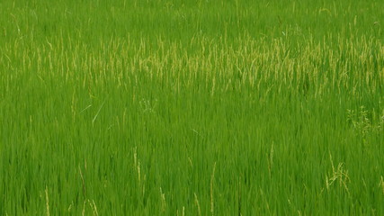 Obraz premium Green rice field in the Morning at north Thailand, nature food background