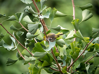 Japanese warbling white-eye in a ginkgo tree 12