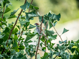 Eurasian tree sparrow passer montanus in ginkgo tree 5