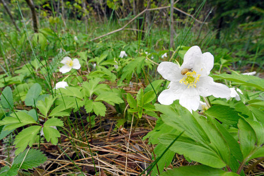 kleine Schnecke in der Bl&uuml;te eines Buschwindr&ouml;schen (Anemone nemorosa) / snail on a windflower