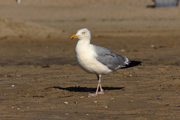 Möwe bei Landspaziergang