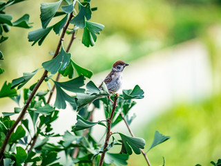 Eurasian tree sparrow passer montanus in ginkgo tree 11