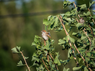 Eurasian tree sparrow passer montanus in ginkgo tree 16