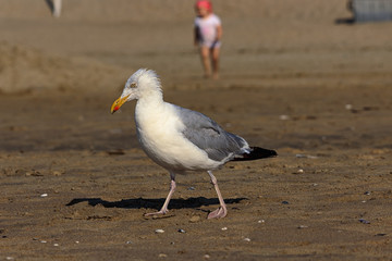Möwe bei Landspaziergang