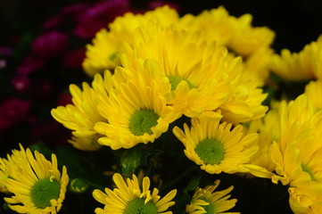 Chrysanthemum