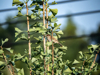 Eurasian tree sparrow passer montanus in ginkgo tree 23