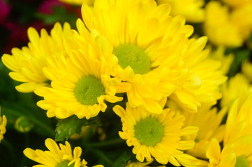 Chrysanthemum