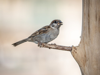 eurasian tree sparrow perched on a wood bird feeder 4