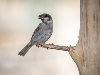 eurasian tree sparrow perched on a wood bird feeder 5
