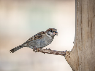 eurasian tree sparrow perched on a wood bird feeder 6