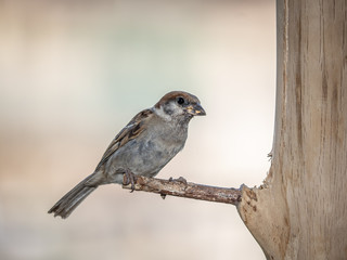 eurasian tree sparrow perched on a wood bird feeder 7