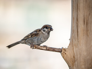 eurasian tree sparrow perched on a wood bird feeder 8