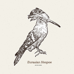 Hoopoe sketch, vector illustration. Hand drawn hoopoe bird. Engraved illustration. © Yada